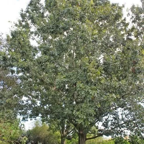 thumbnail for publication: Quercus shumardii: Shumard Oak